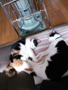 10756746_749250151824026_1938039319_o