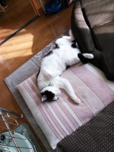 10800347_749295571819484_546159268_o