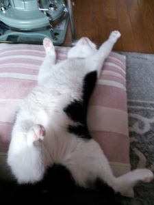 10804442_749259575156417_1913508088_o